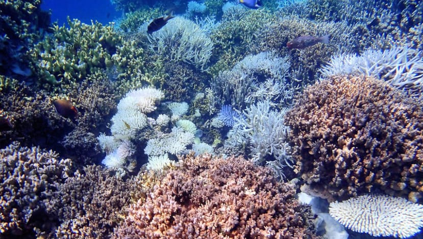 Come sopravviverà l'Arcipelago Tropicale delle Maldive Come sopravviverà l'Arcipelago Tropicale delle Maldive
