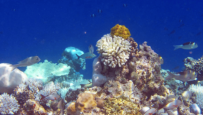 Le Barriere Coralline delle Maldive Tornano alla Vita Le Barriere Coralline delle Maldive Tornano alla Vita