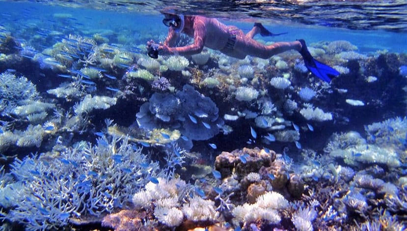Tour delle Maldive: Scegli le Migliori Escursioni per lo Snorkeling Tour delle Maldive: Scegli le Migliori Escursioni per lo Snorkeling