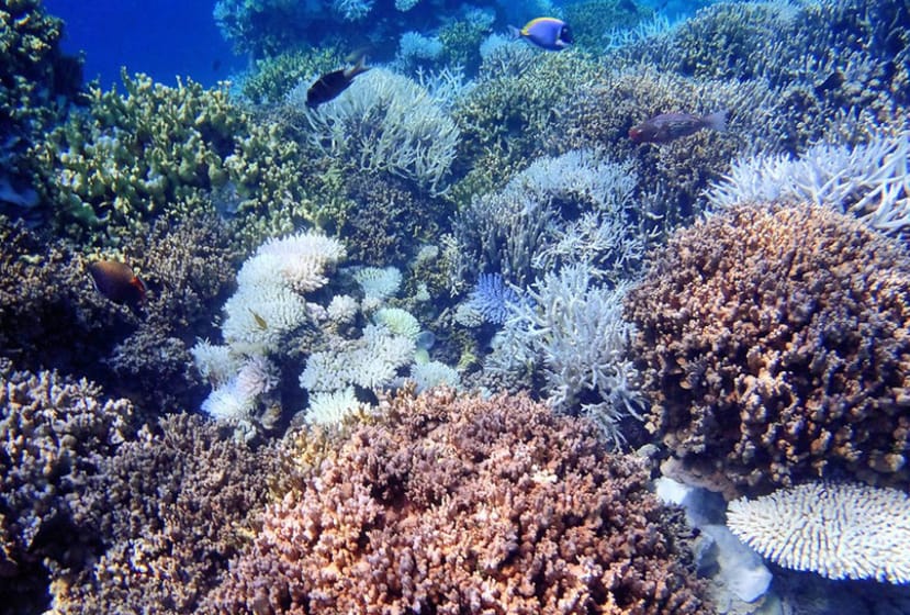 モルディブの熱帯群島はいかにして生き残れるか の写真