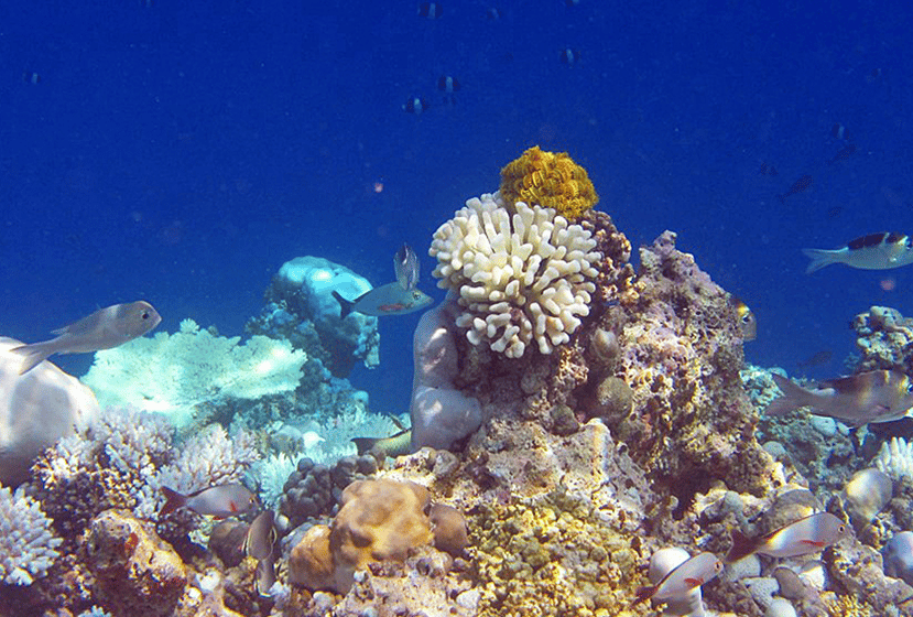 復活するモルディブのサンゴ礁 の写真
