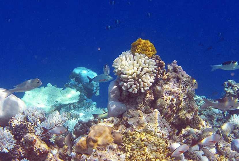 Foto di Le Barriere Coralline delle Maldive Tornano alla Vita